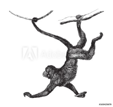 Picture of Red faced spider monkey Ateles paniscus - vintage illustration 